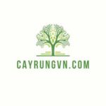 cayrungvn.com